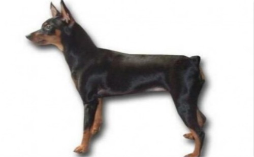 迷你杜宾犬