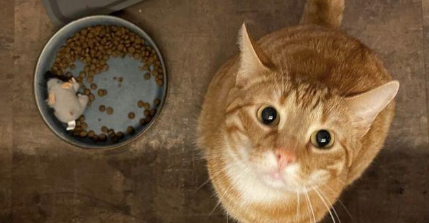 爆哭！橘猫被原主人抛弃，绝食3个月成纸片猫