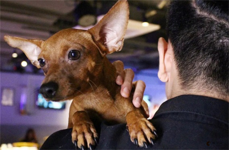 巴哥犬和小鹿犬哪个贵