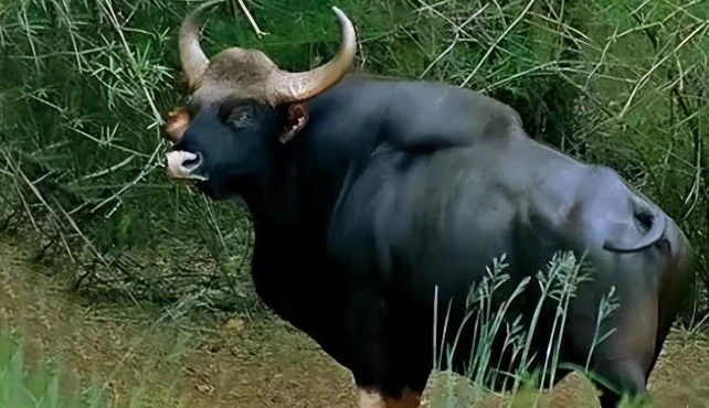 牛圈多了一头重点保护白肢野牛，一身肌肉，能用它产下更优质牛？