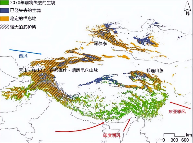 祁连山发现一只雪豹，体型壮硕，身姿矫健，嘴里还叼着一头岩羊