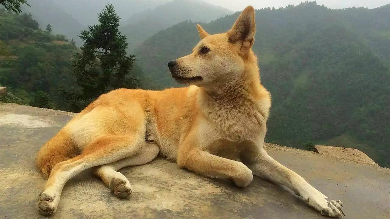 为什么土狗的耳朵都不立起来-是宠网