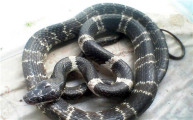 黑背白环蛇