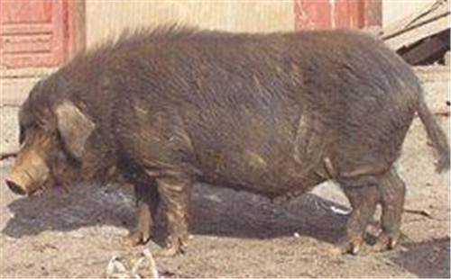 柯乐猪
