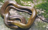 颈槽蛇