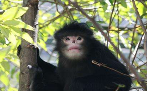 缅甸金丝猴