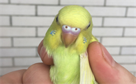 黄冠亚马逊鹦鹉怎么区分公母，你们知道吗？