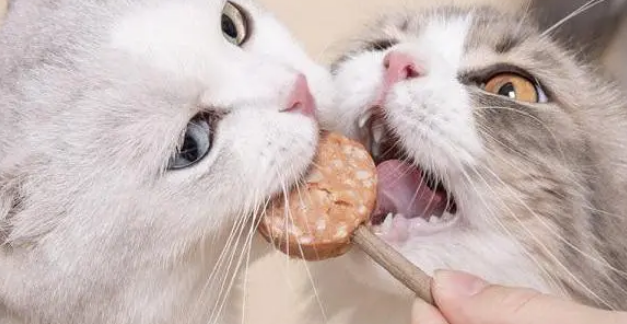 该不该给猫咪喂零食？你们知道吗？