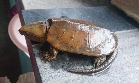 你们知道鹰嘴龟夏天怎么养吗？