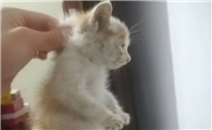 刚出生的小猫有跳蚤怎么办？三招有效除跳蚤！