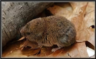 田鼠百科——来自墨西哥的杉木田鼠