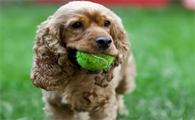 训练美国可卡犬捡球，你需要学会这些！