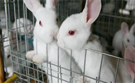 太行山兔饲养方法介绍看这里！