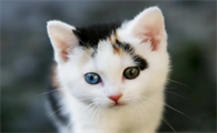 小猫吐血水是怎么回事？快来了解一下吧~