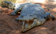 巨大的澳洲咸水鳄，你了解过吗？