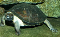 你们说，齿缘龟的寿命多长？
