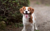 训练布列塔尼犬站立的技巧，你们学会了吗？