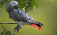 你们知道非洲灰鹦鹉能活多久吗？