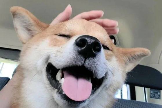 日本新晋网红柴犬出写真，每天等主人回家！