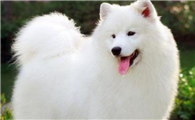 白色犬种类有哪些？看完想养一只吗
