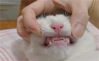 三个月的猫牙齿长什么样？是这样