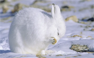 北极兔吃什么食物？饲养须知！