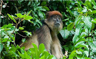 乌干达红疣猴的科普小知识来啦！速来围观~
