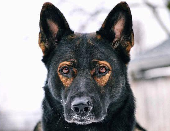 十年前，它被收编为军犬，如今却被人遗忘，历史留名“中国红龙”