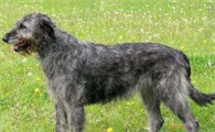 爱尔兰猎狼犬的性格如何？属于容易饲养的犬种吗？