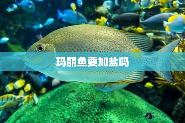 玛丽鱼要加盐吗