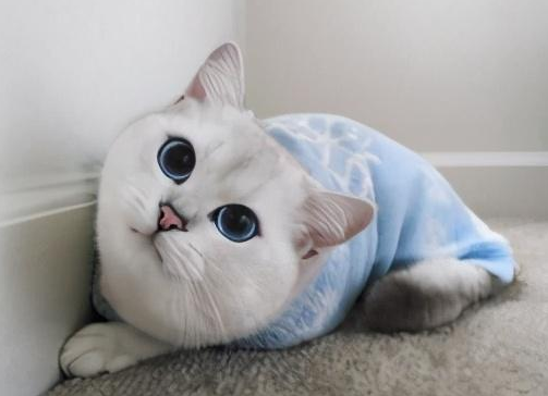 英国短毛猫犯错，应该这样惩罚它！