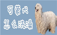 可蒙犬不爱洗澡怎么办？可能是你的方法不对哦~