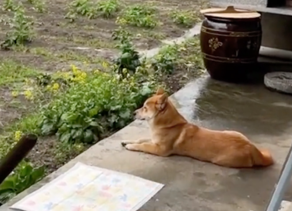 狗狗独自等主人起床，见到主人后秒变飞机耳摇尾巴，它满眼都是你