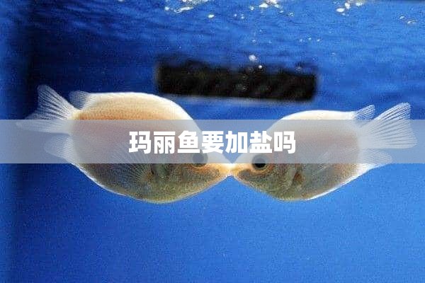 玛丽鱼要加盐吗