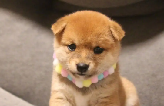 快看：狗狗肚子里有虫怎么办？