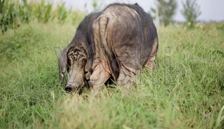 产自山东的大蒲莲猪有何优点？一文替你解答！