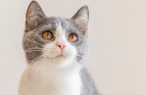 英短返祖猫价值几何，值不值钱？