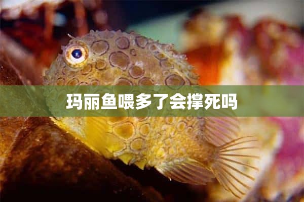 玛丽鱼喂多了会撑死吗