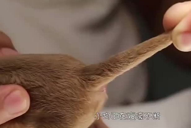 宠物店可以剪狗尾巴吗？看正确答案！