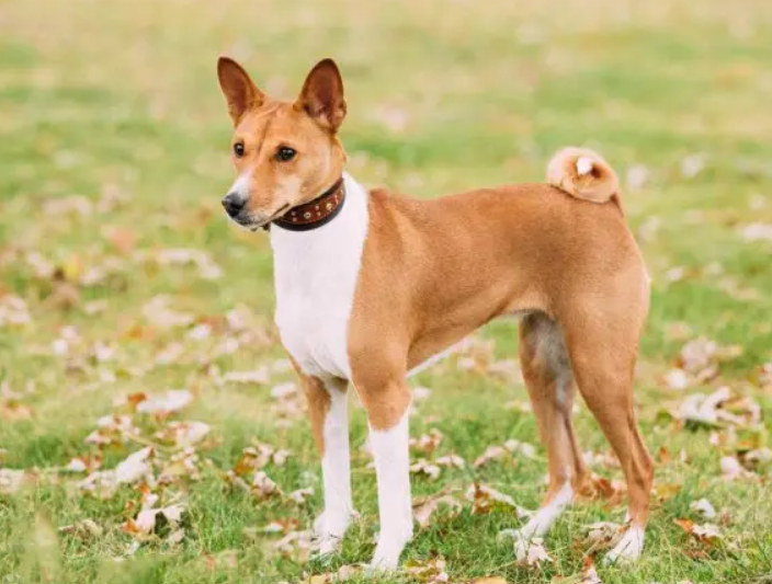 巴仙吉犬卧倒训练方法，有人知道吗？