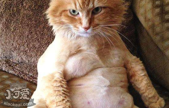 猫科动物露肚皮代表什么 你知道吗