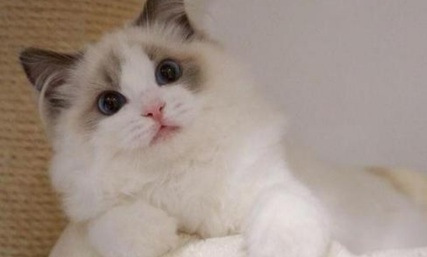 猫尾巴颤抖像触电怎么回事？铲屎官要注意！