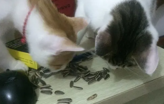 为什么猫爱吃瓜子？猫咪能吃瓜子吗？答案都在这