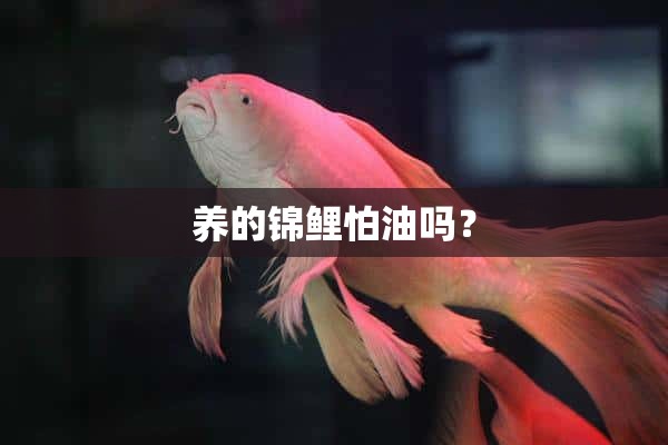 养的锦鲤怕油吗？