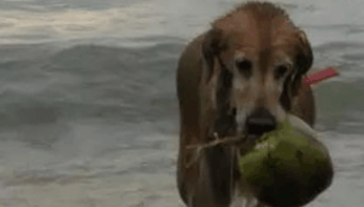 狗狗发现海里有东西，突然跳进水里吓到游客