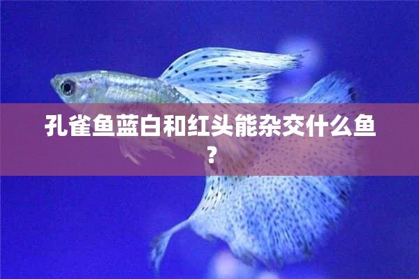 孔雀鱼蓝白和红头能杂交什么鱼？
