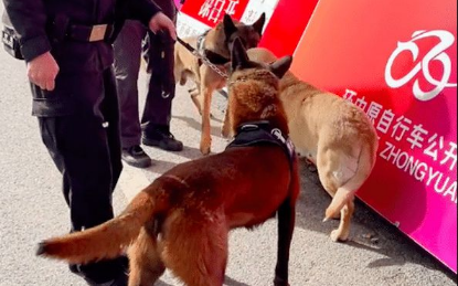 拉布拉多走到警犬旁，让它都不能正常执勤了，狗也难过美人关呀！