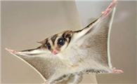 大眼睛的滑翔专家——小飞鼠，繁衍分化能力极强！