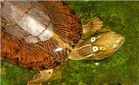 濒危物种四眼斑水龟科普来了，一定要看