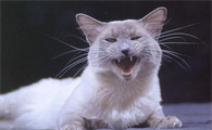 训练巴厘猫不乱叫，没有想象中那么难~